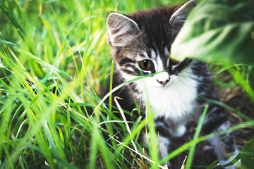 Naklejka na ściany i meble striped kitten sitting in the green grass
