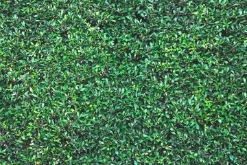 Banyan Tree.Green Leaves background