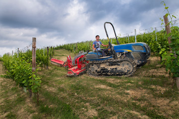 Driver on the tracked tractor works among the rows of vineyards in the Langhe and Roero hills in...