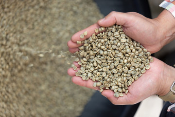 coffee bean on hand 