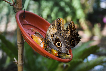Morpho Peleides butterfly ,tropical species