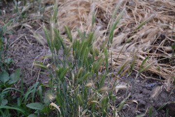 green grass in soil