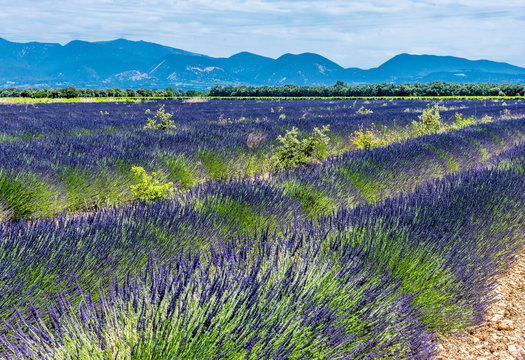 France, Drome, Regional Park of Baronnies provencales, Venterol (next to Nyons), lavender field