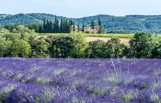 France, Drome, Regional Park of Baronnies provencales, Venterol (next to Nyons), lavender field