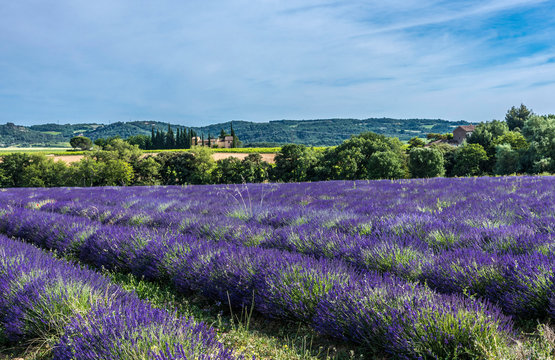 France, Drome, Regional Park of Baronnies provencales, Venterol (next to Nyons), lavender field