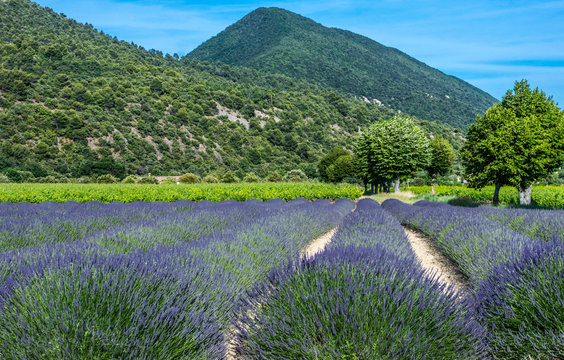 France, Drome, Regional Park of Baronnies provencales, Venterol (next to Nyons), lavender field and vineyard