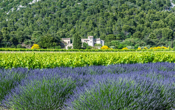 France, Drome, Regional Park of Baronnies provencales, Venterol (next to Nyons), lavender field and vineyard