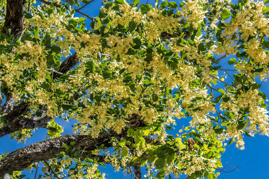 Europe, France, Auvergne-Rhone-Alpes, Drome, Provence, Montbrun-les-Bains, bottom view of a flowering lime tree