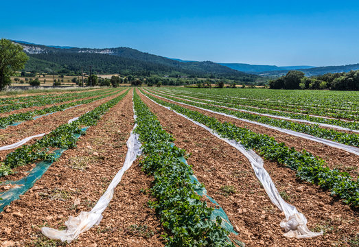 France, Vaucluse, Saint-Saturnin-les-Apt, melon field
