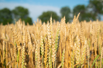 Field of wheat on a sunny day