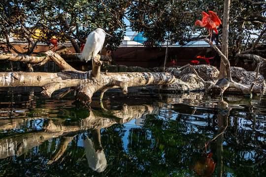 Red and white heron at the Zoo