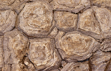 Unique texture of coarse bark of a rare cactus in the form of multifaceted complex structures