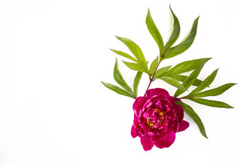 Peony pink color, close-up, with green leaves. On a white background. Copy space. There is a place for text.