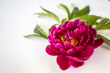 Peony pink color, close-up, with green leaves. On a white background. Copy space. There is a place for text.