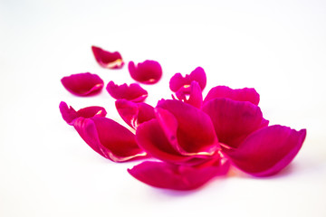 Petals of pink color, different shapes, isolated on white background. Close-up. Copy space. There is a place for text.