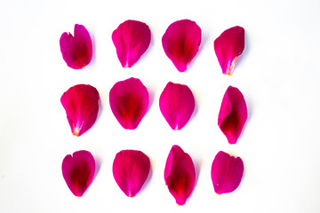 12 petals of pink color, different shapes, isolated on white background. Copy space. There is a place for text.