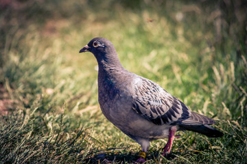 Taube