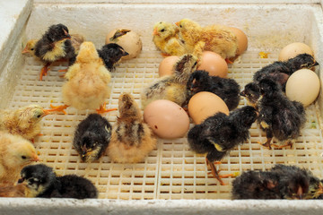 Newborn little yellow chicken in the incubator, close up
