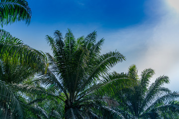 Fototapeta na wymiar Oil Palm trees