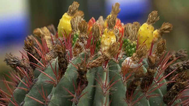 Blossoming cactus with bees in Majorelle Garden