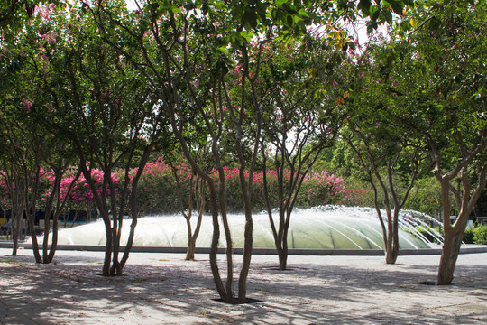 France, Tours, 37, Place Leonard de Vinci, planting shrubs, Gare district