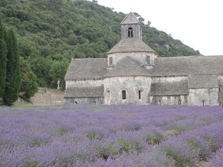 Senaque’s Abbey lavander flower orchard at Gordes  Luberon Provence France