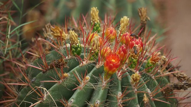 Blossoming cactus with bees in Majorelle Garden