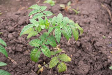 young tomato in the garden