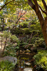 Fototapeta premium Autumn color at a Japanese garden in Osaka, Japan