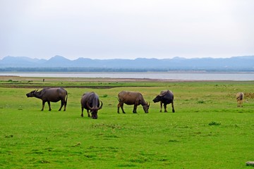 Naklejka premium A herd of Thai water buffalos on the green field with lake and mountain background.