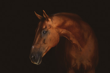 Fototapeta na wymiar portrait of stunning beautiful red horse isolated on dark background