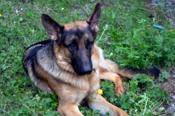 German shepherd resting after a long walk