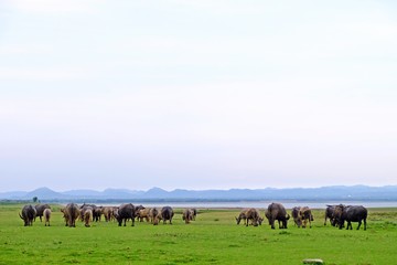 A herd of Thai water buffalos on the green field with lake and mountain background. 