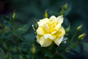 Lovely open rose bud, blooming yellow rose for background