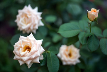 прекрасные цветущие розы