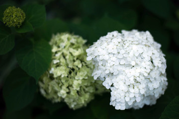 Beautiful flowering snow-white hydrangea blooming in the garden