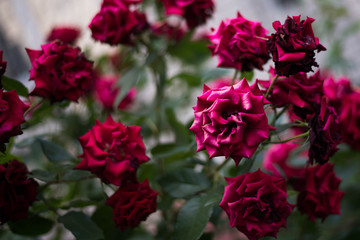 Blooming bush of beautiful red roses
