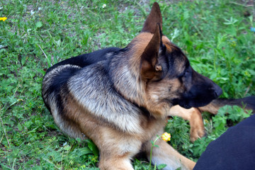 German shepherd resting after a long walk