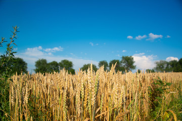 Field of wheat on a sunny day