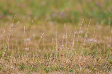 The field grass which turned yellow from the summer sun. A row of high herbs against the background...