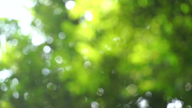 新緑・アウトフォーカス