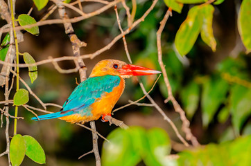 Stork-billed kingfisher with bright orange bill or beak.