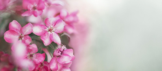 pink flowers of blossoming apple tree in a park, banner