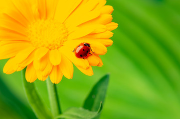 seven-spot ladybird, Coccinella septempunctata on a flower