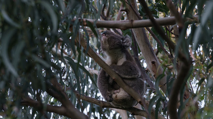 Ein Koala Bär in einem Eukalyptus Baum in Victoria Australien