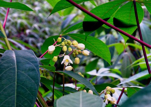 Sri Lanka, Ella, cassava flower.