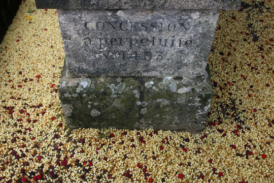 France, Nantes, 44, La Bouteillerie cemetery, concession in perpetuity, fruits and flowers of strawberry tree on the floor