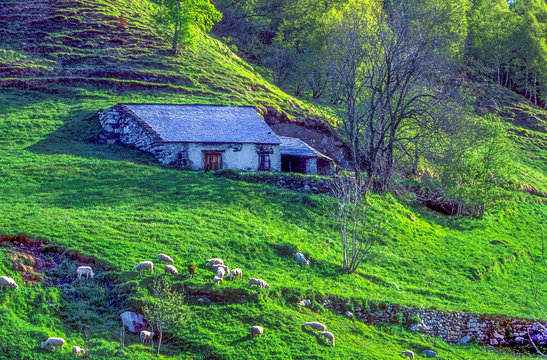 France, Pyrenees National Park, Hautes-Pyrenees, region around Luz-St-Sauveur, terrace meadow for meat-producing sheep breading of the PDO Bareges-Gavarnie.
