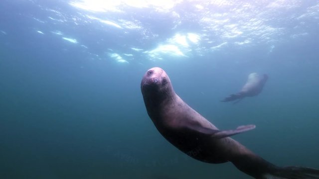 Seal Swims Past Camera and Turns to Look, Swims Away, Vancouver Island, Canada