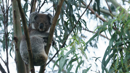 Ein Koala Bär in einem Eukalyptus Baum in Victoria Australien